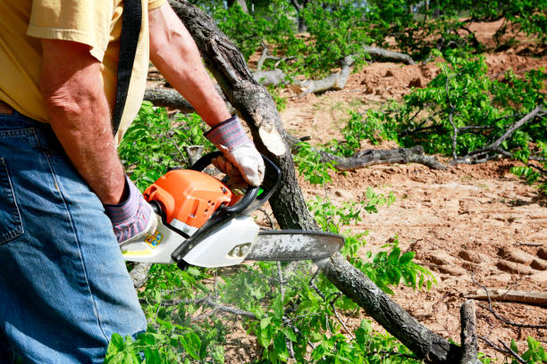 Best Local Tree Services  in Cave Spring, VA